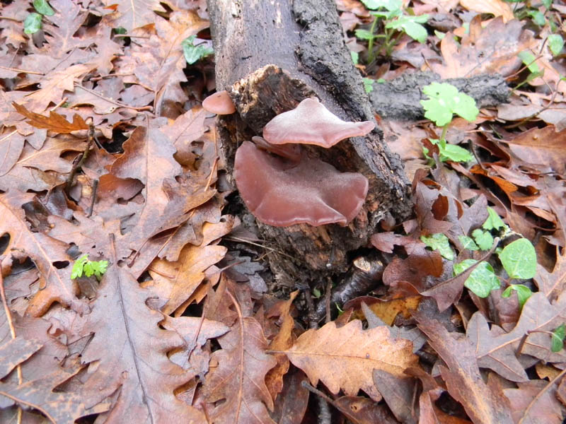 Alcuni ritrovamenti del 21.12.2010.